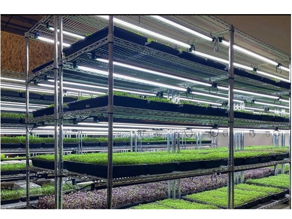 Plant growth lamp